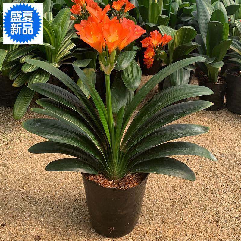 君公兰带花植尖叶长叶绿植园艺净化空气阳台苞物庭院花卉