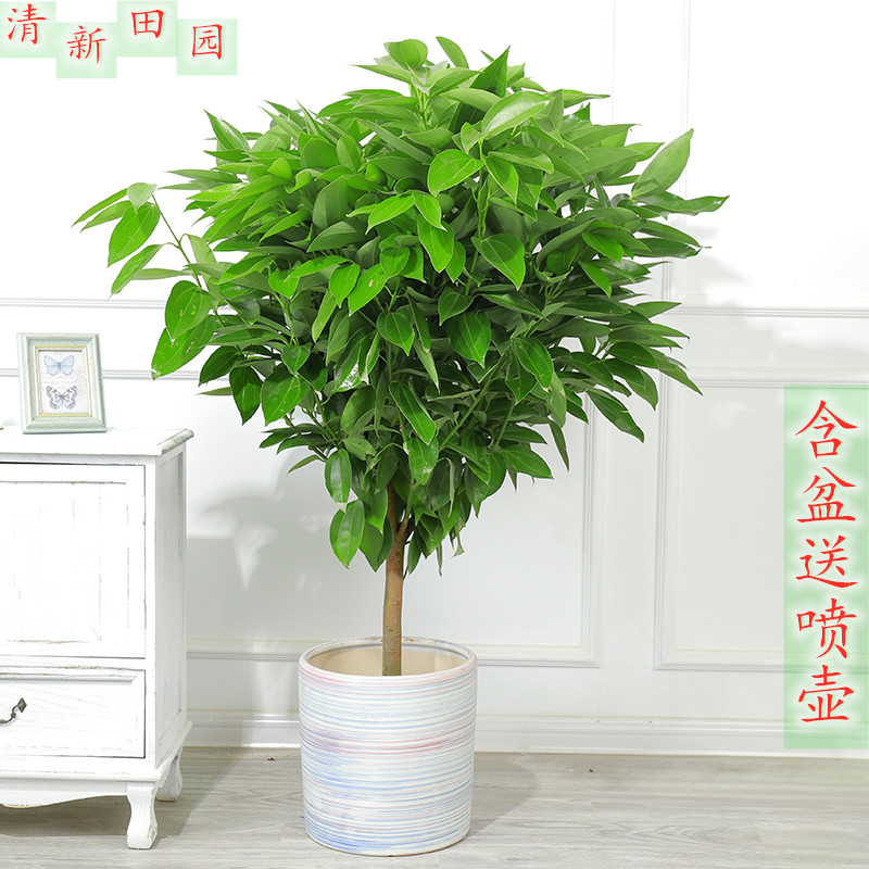 平安树客厅室内大盆栽绿植花卉盆景幸福树四季常青吸甲醛植物包邮