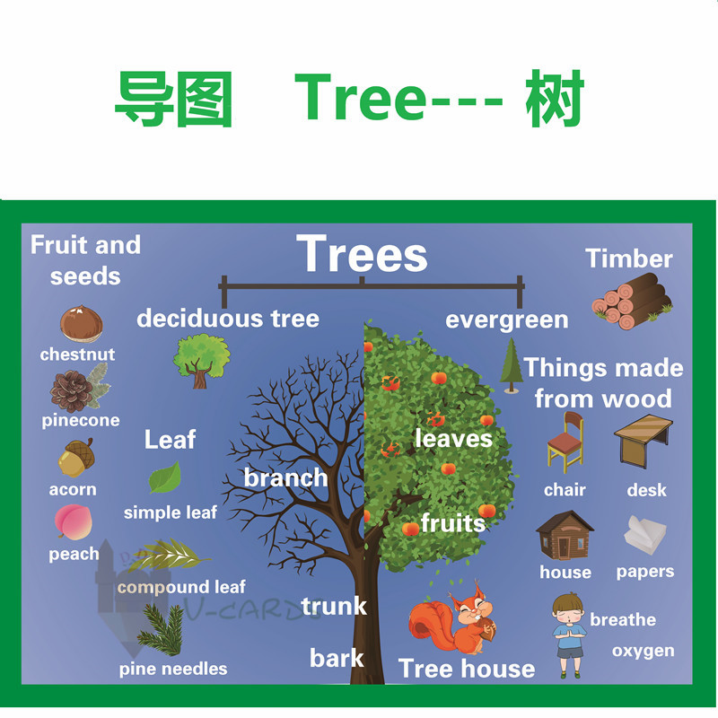 思维导图树tree种子果实主题英语启蒙教具大卡教室装修装饰海报a3