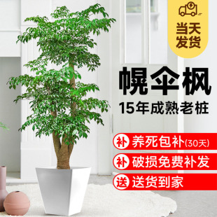 老桩幸福树客厅绿植室内大型绿植落地真花幌伞枫大号植物盆景开业