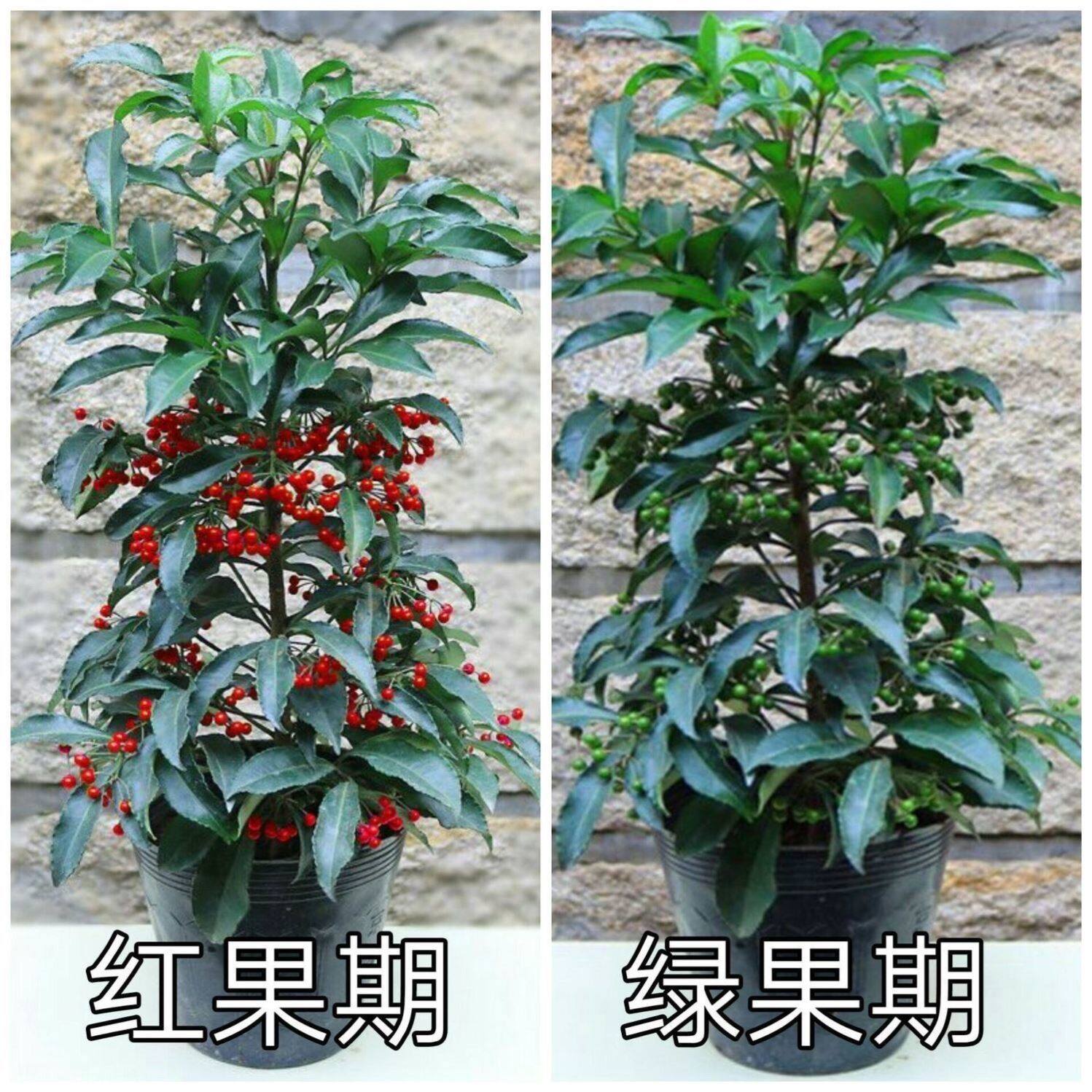富贵满堂