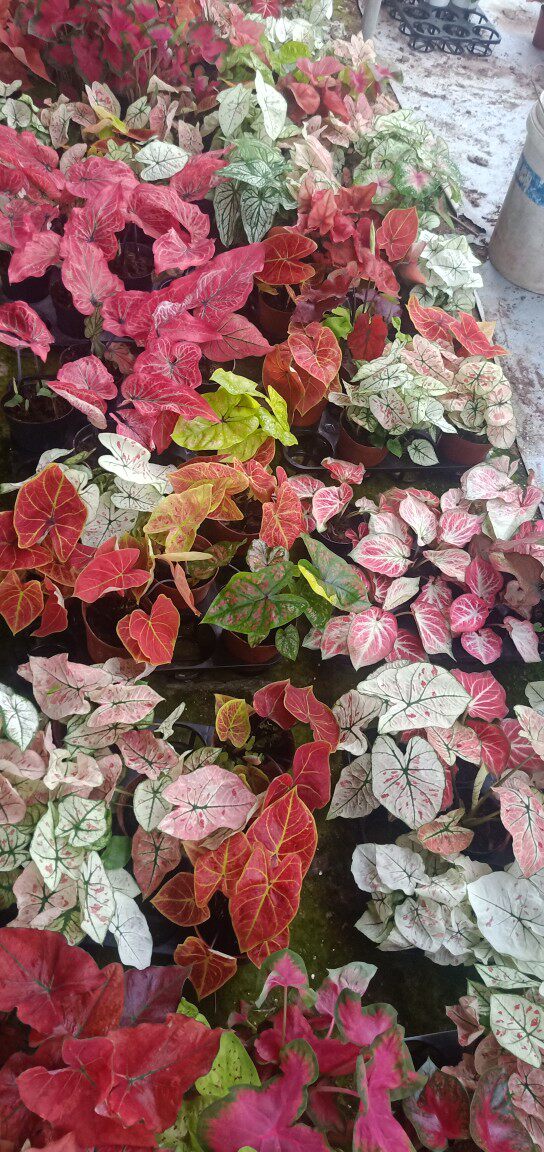 彩叶芋草莓之星绿植花卉竹芋办公桌防辐射桌面网红植物