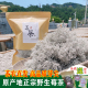 张家界野生莓茶长寿藤茶特级永顺莓茶正品龙须芽尖原产地250g包邮