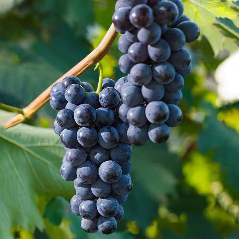 【生鲜司令】云南新鲜现摘夏黑葡萄新鲜无籽葡萄 3斤——锅盖美食优选