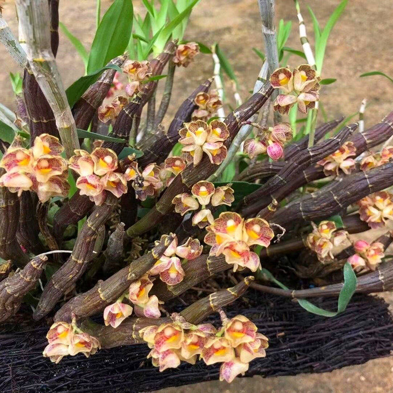 稀有对花石斛 石斛化率绿植盆栽盆景 枫斗非常稀有的一个品种花多