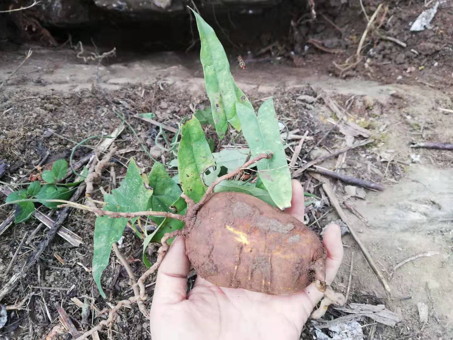 新鲜山慈菇野生地苦胆中草要金线吊葫芦50g包邮 贵州中要材金果榄