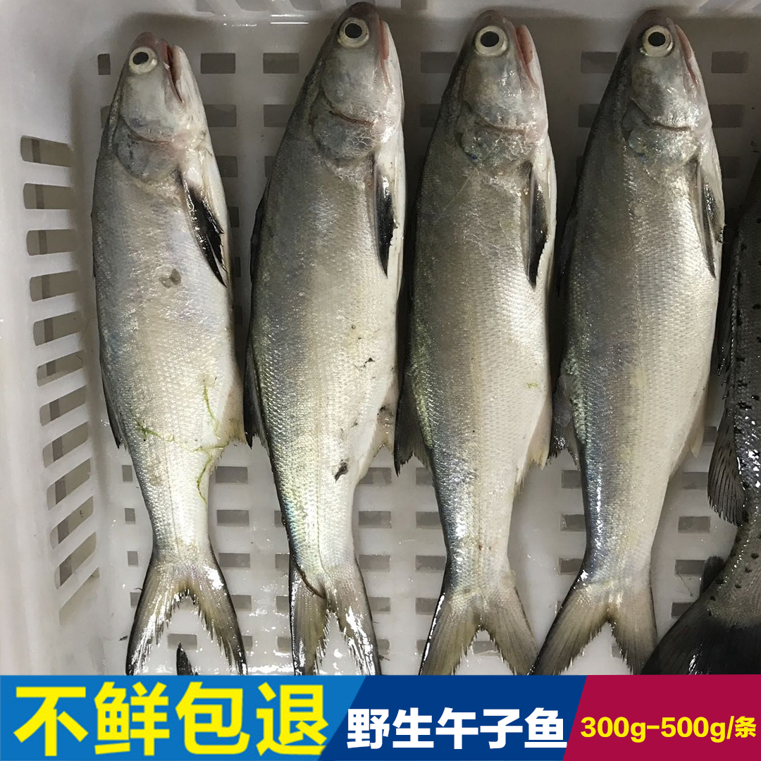 Fresh wild 500g Mayouyu Dongshan Island Fish Fish Seafood living thingin the Aquatic meat/Fresh fruits and vegetables/Cooked , Seafood/Aquatic/Product , Seafood Fish , Spanish mackerel category - from Buy2taobao.com to provide professional Taobao agent buy service