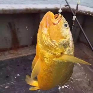 9-1.2斤/只 东山岛活冻活体海鲜海鱼大黄鱼