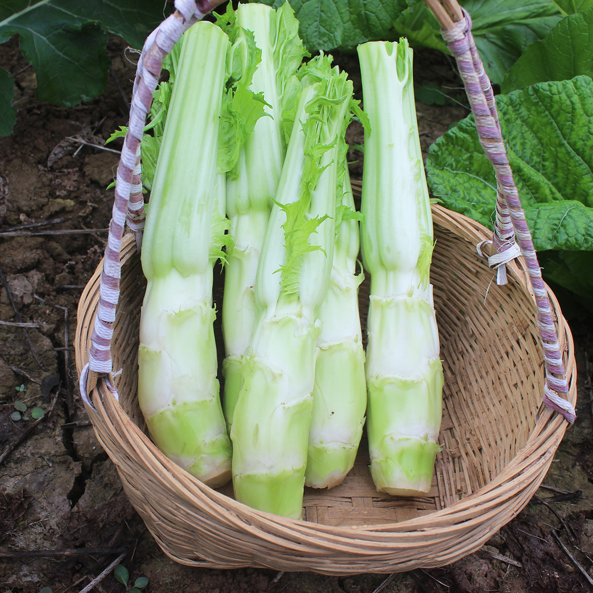 一折四川青菜 蔬菜 新鲜