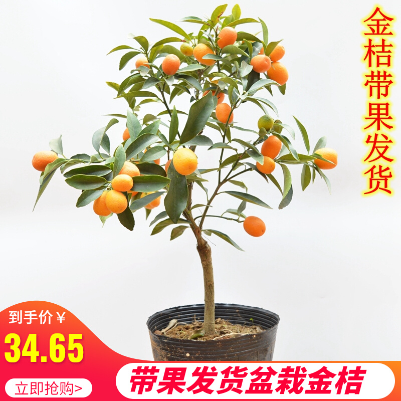 四季金橘桔子树室内客厅大型绿植花卉盆景阳台植物带果金桔盆栽