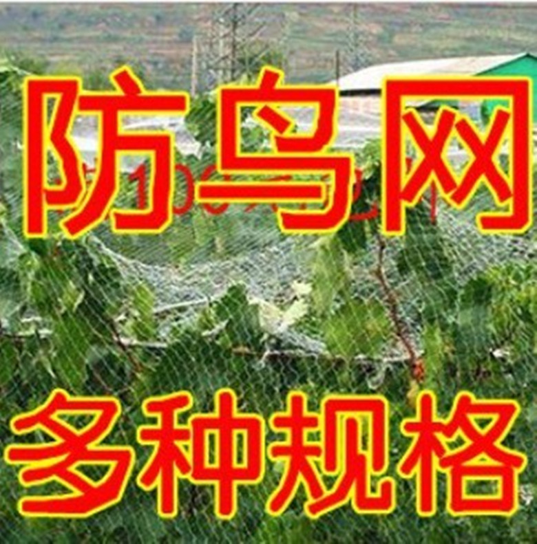 透明防鸟网果园菜地放乌网果树养殖尼