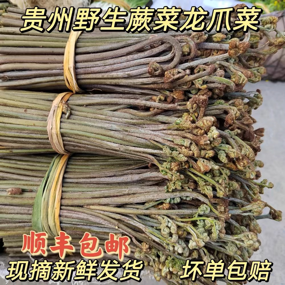 贵州蕨菜当季天然野生蕨菜甜蕨菜苦蕨菜龙爪菜新鲜蔬菜  现摘现发