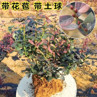 蓝莓树果苗特大果南方北方种植阳台水果盆栽带花苞当年结果