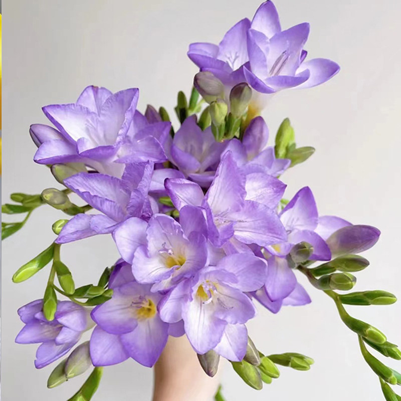 香雪兰鲜花