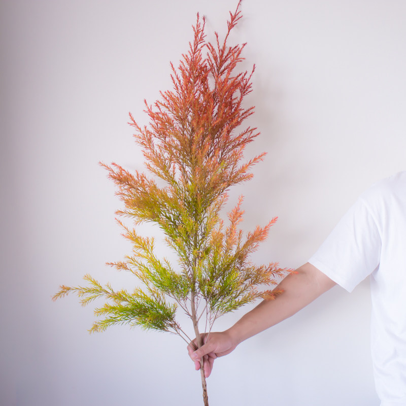 千层金黄金香柳云南基地直发鲜切花办公室室内水养新鲜小众插花