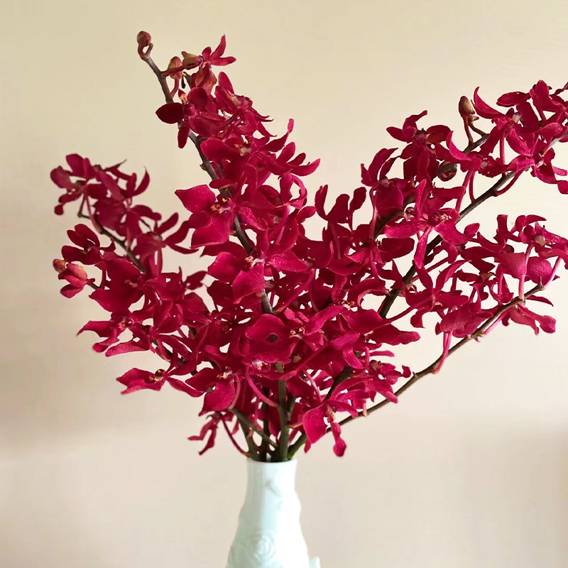 万代兰鲜花云南基地直发办公室内水养红色新鲜瓶插花节日礼物顺丰