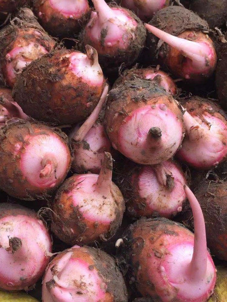 广西正宗红芽小毛芋头仔农家自种现挖新鲜红嘴芋非荔浦香艿芋5斤