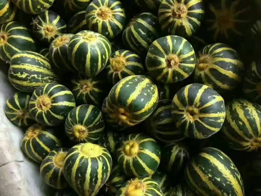 老面瓜潍坊冰糖子甜瓜水果 新鲜带箱3斤