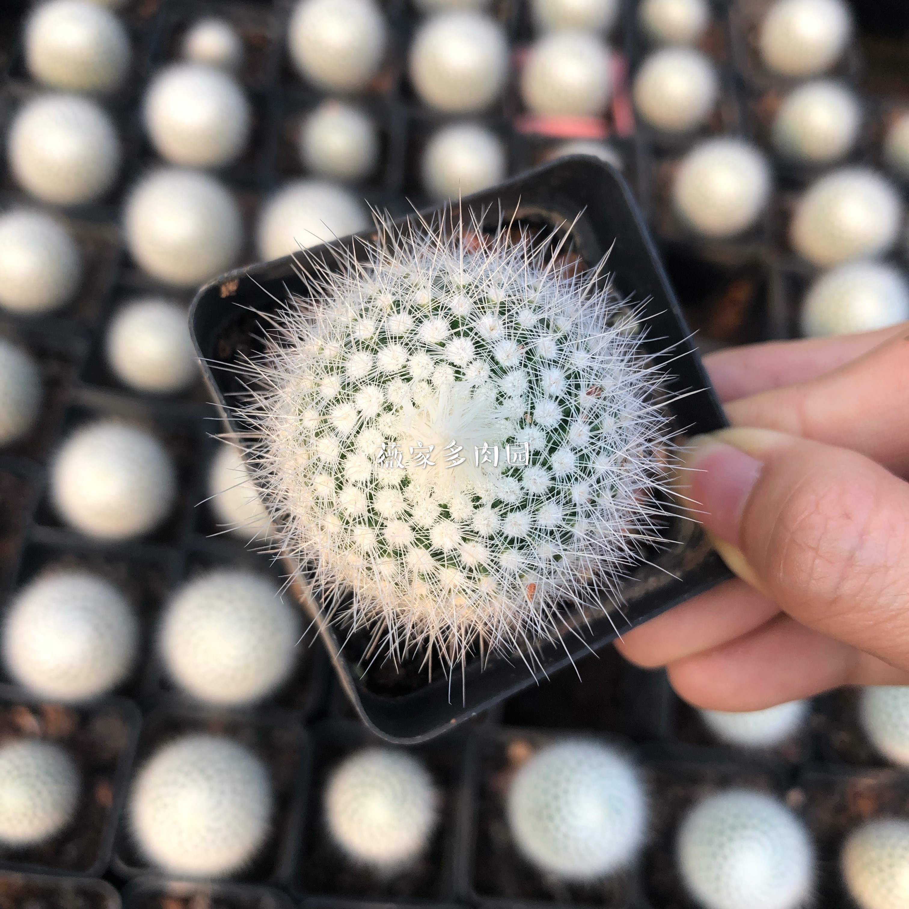 白小丁仙人球开花照片图片