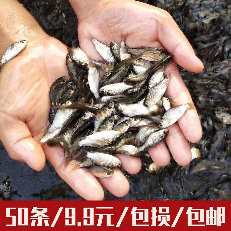 77 月销量 0领取5元券 省1元 黄曼龙鱼蓝曼龙五彩丽丽黄金马甲球鱼