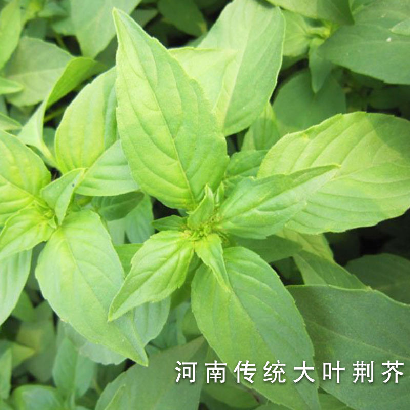 荆芥菜种籽河南大叶荆棘种子菜籽春季夏季四季播荆菜青菜蔬菜苗孑