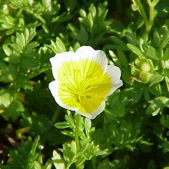 幽兰渡 diy手工皂护肤品原料 池花籽油/白芒花籽油 10ml 美国产