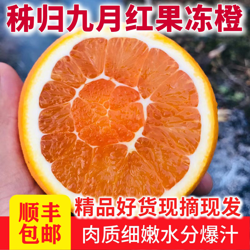 順豐包郵九月紅果凍橙子新鮮水果當季整箱10斤秭歸臍橙非贛南臍橙在類目 水產肉類/新鮮蔬果/熟食, 新鮮水果, 橙中 - 來自Buy2taobao.com提供專業的淘寶代購服務