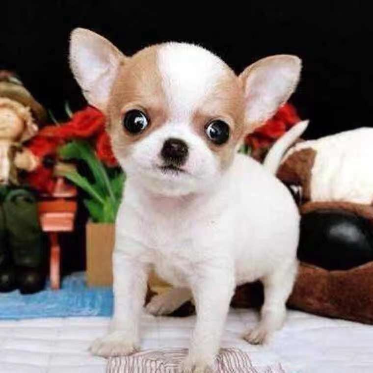 一折吉娃娃幼犬纯种