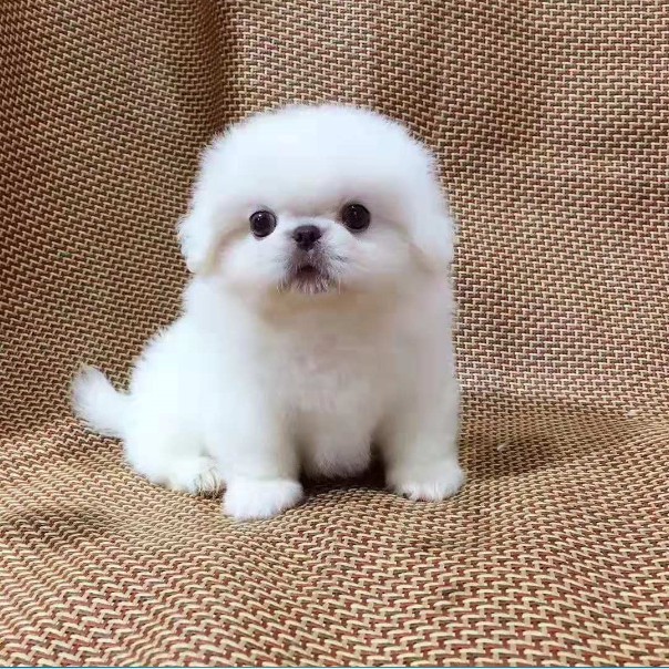 京巴幼犬活体小型犬哈巴狗狮子狗北京犬白色比熊家养宠物狗狗优惠券