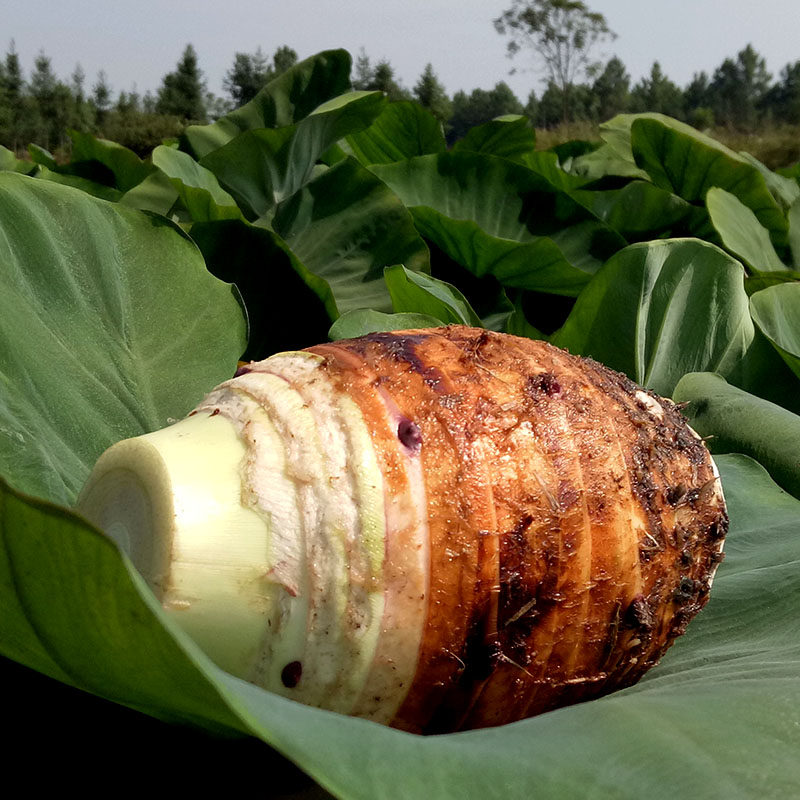 江永香芋大额优惠券