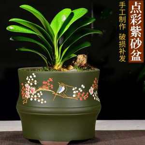 紫砂君子兰花盆包邮圆口兰花多肉文竹发财树植精品透气陶瓷盆景盆