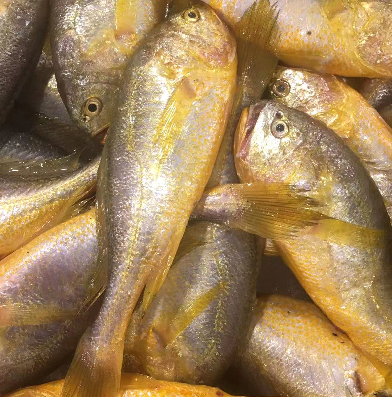 东海野生小黄鱼新鲜冷冻特大梅童鱼黄花鱼海鲜水产烧烤鲜活梅鱼