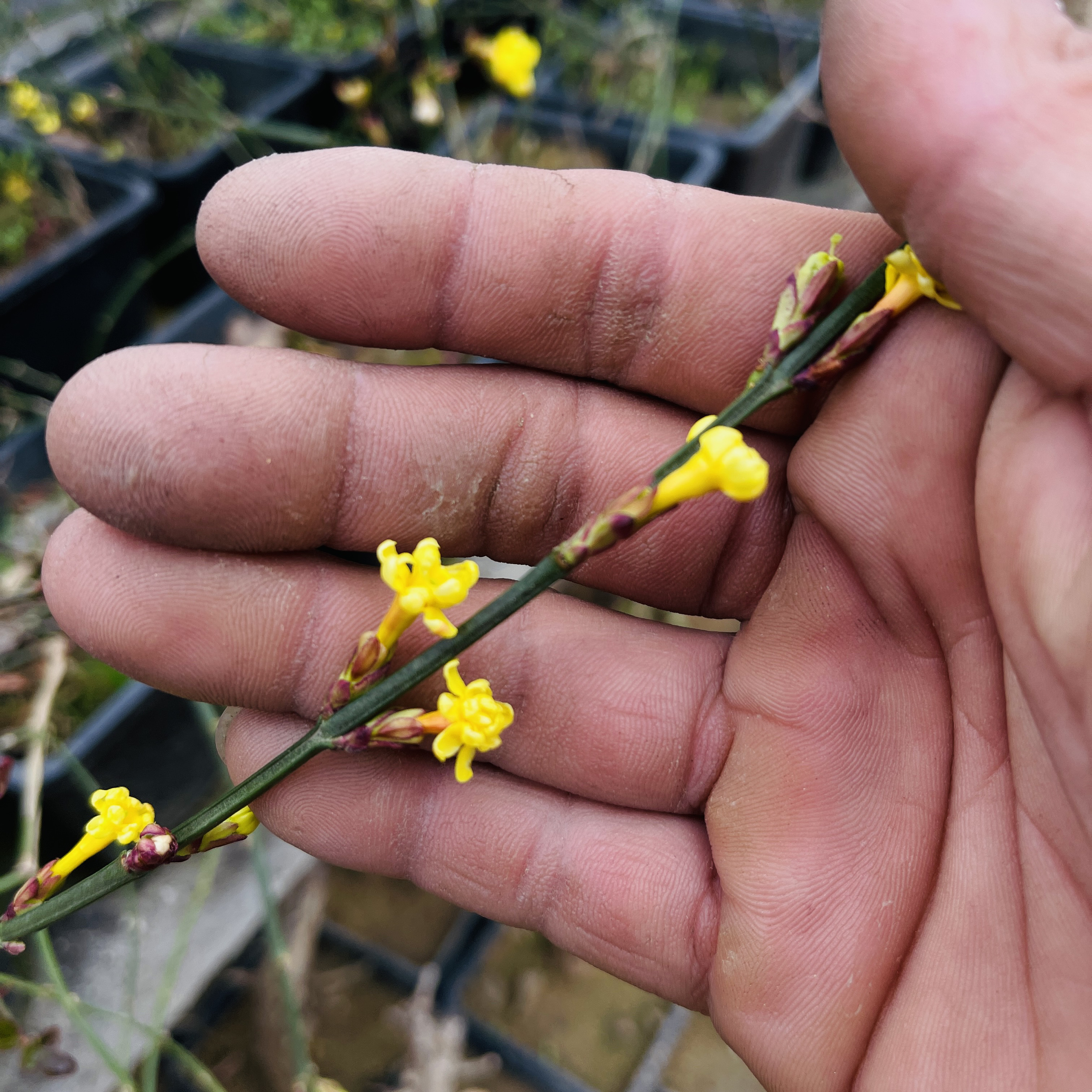 山东迎春花品种