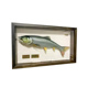 精品3D鱤魚装饰画手工模型路亚工作室渔具店装饰画摆件长45cm钓鱼