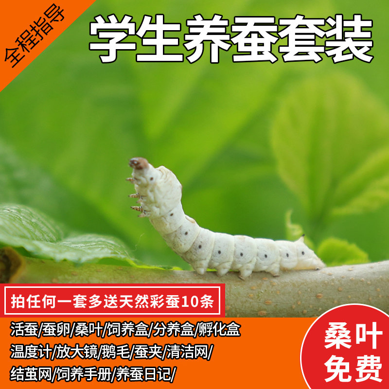 元 蚕宝宝活体套装新鲜桑叶七彩金丝彩色蚕卵蚕种嫩桑叶学生养桑蝉卵