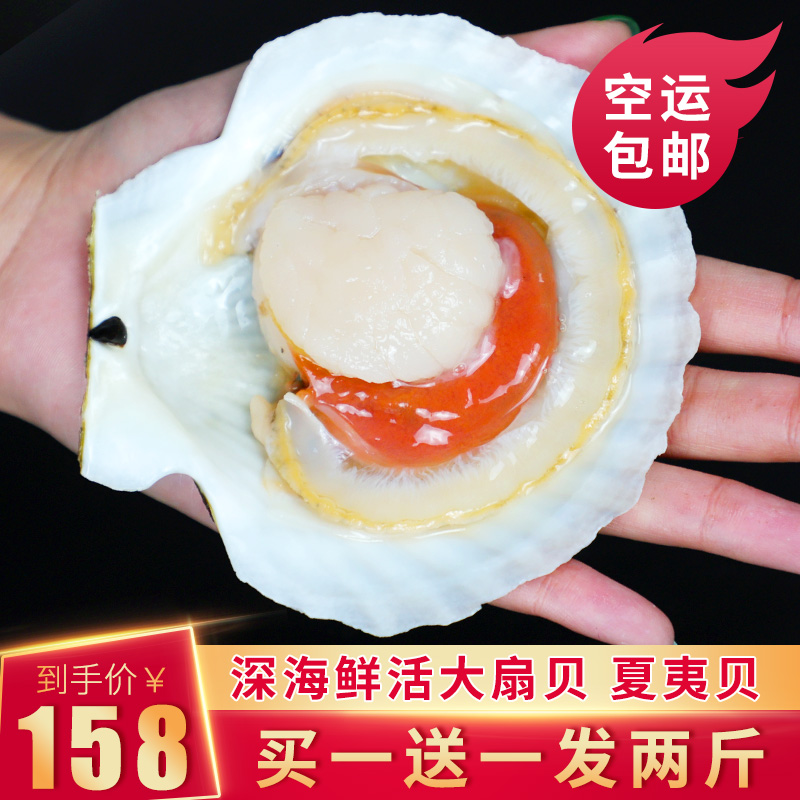 大连鲜活大扇贝超大扇贝夏夷贝即食新鲜生鲜海鲜水产顺丰包邮在类目 水产肉类/新鲜蔬果/熟食, 海鲜/水产品/制品, 贝类, 夏夷贝中 - 来自Buy2taobao.com提供专业的淘宝代购服务
