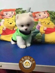 北京犬舍出售纯种球体博美宠物狗狗