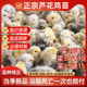 芦花鸡活苗汶上鸡仔高产蛋鸡纯种芦花散养元宝出壳小鸡活苗包顺丰
