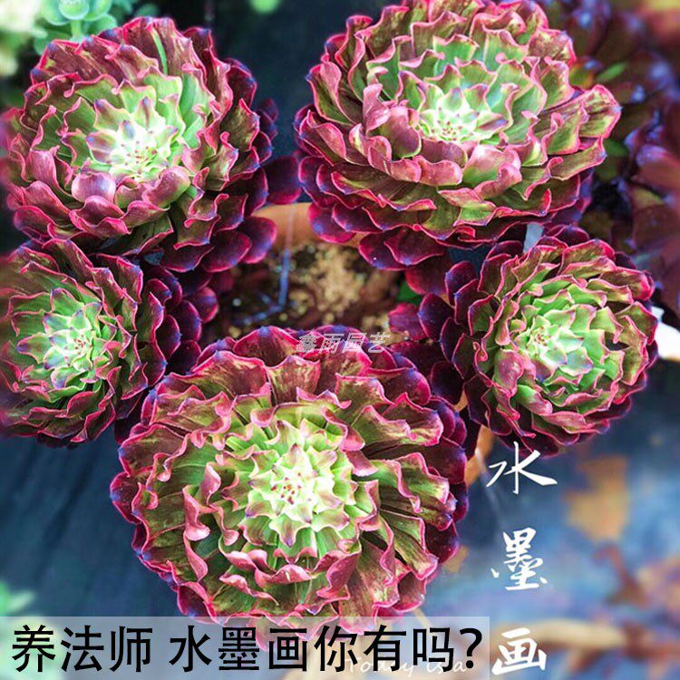 法师多肉植物大全 清仓包邮_肉多多植物园水墨画法师锦多肉植物老桩红