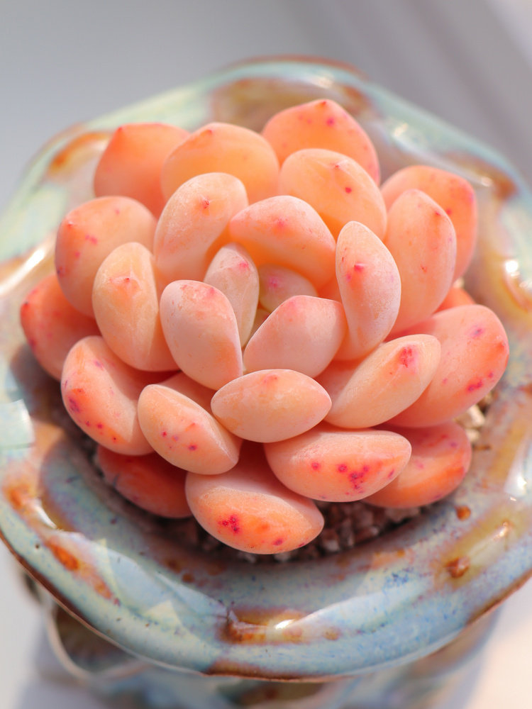 多多植物园梦露多肉植物控养精品果冻色萌绿植多肉植物