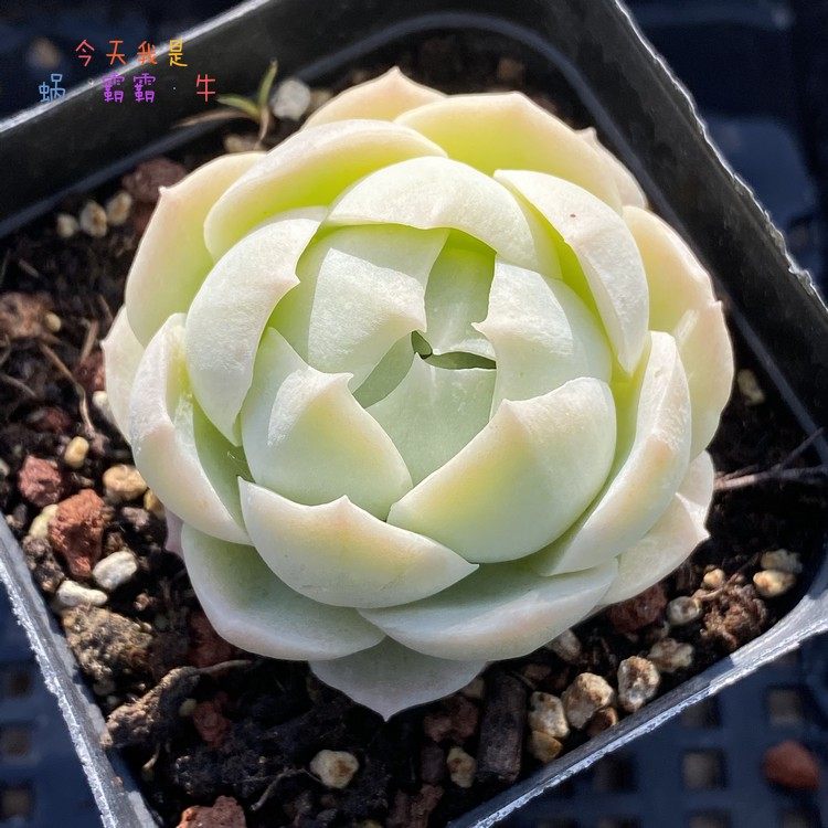 嘉莉朵杂交新品精品一物一拍蜗牛大叔的肉肉