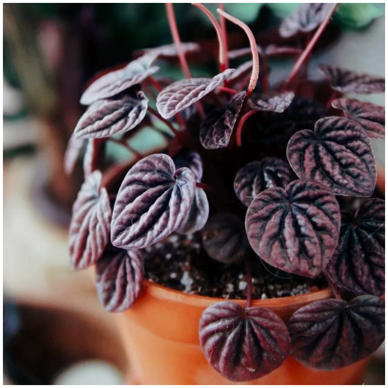 小植之家 红宝石红天使紫叶皱叶椒草北欧风植物 净化空气吸甲醛