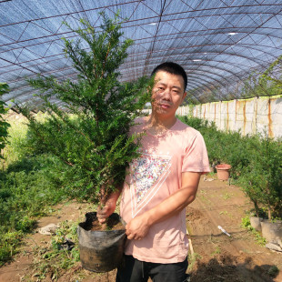 耐寒大型正宗东北红豆杉大树树苗盆栽地栽植物室内好养当年接果子