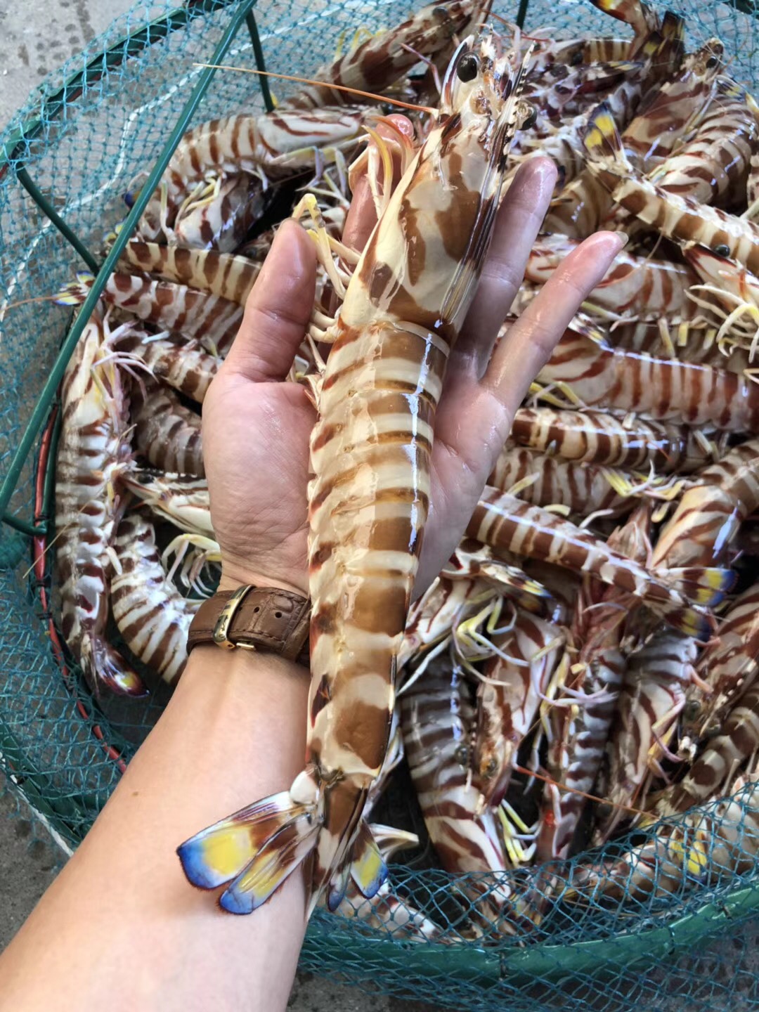海岛大叔新鲜海鲜大九节虾 深海捕捞海虾现捕现发大九节1.8斤