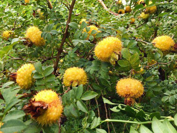 刺梨苗大额优惠券