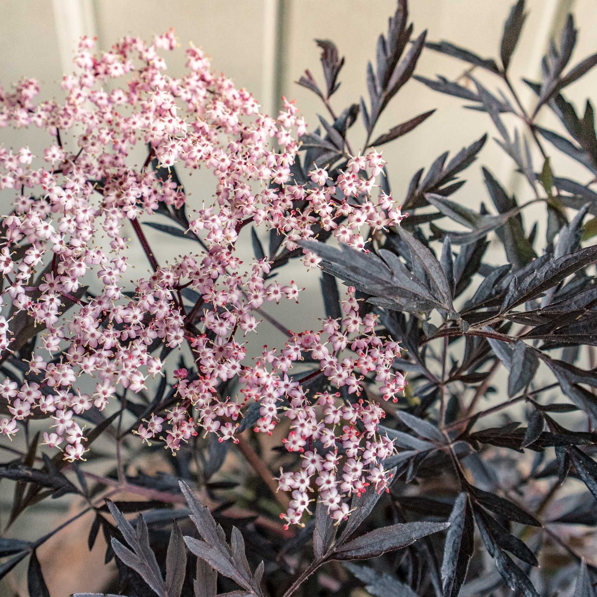 接骨木花大额优惠券