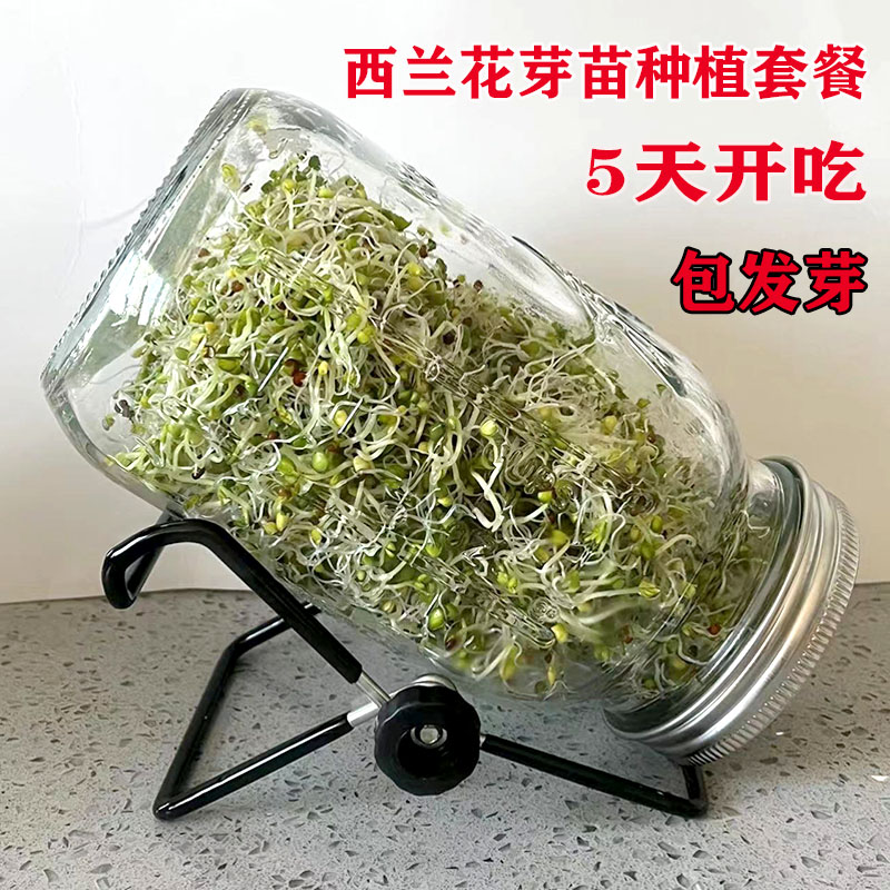 优质西兰花芽苗种子青花椰菜芽苗梅森瓶种植水培芽苗菜西蓝花种孑