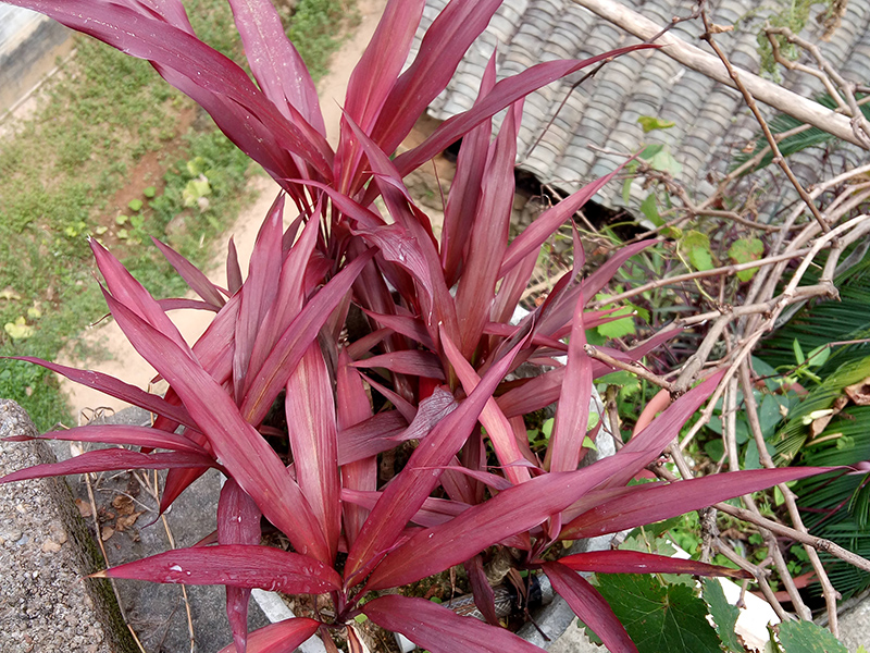 红叶铁树苗  朱蕉苗，药用植物，适合盆栽，包种活