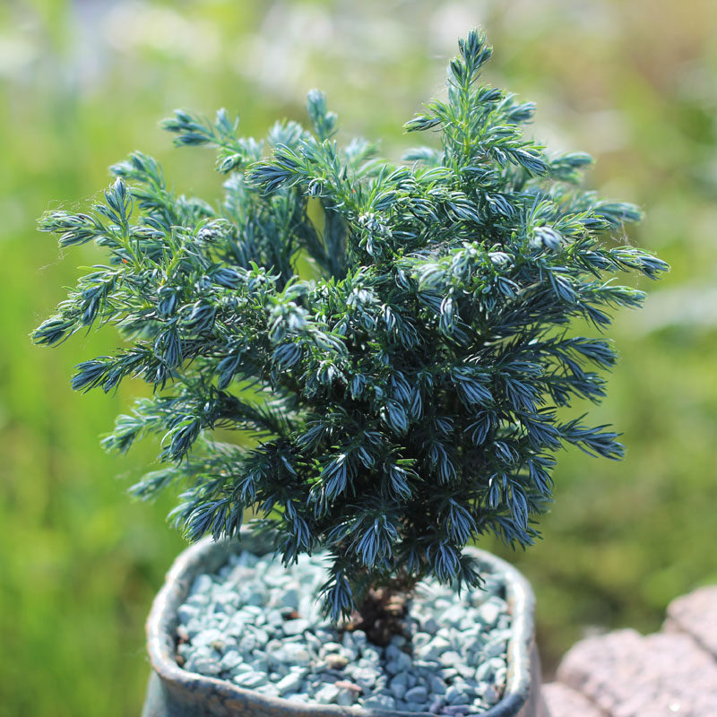 优惠券后16.8元,日本花柏 蓝色波尔瓦蓝湖柏蓝冰柏蓝色观叶小绿植小盆