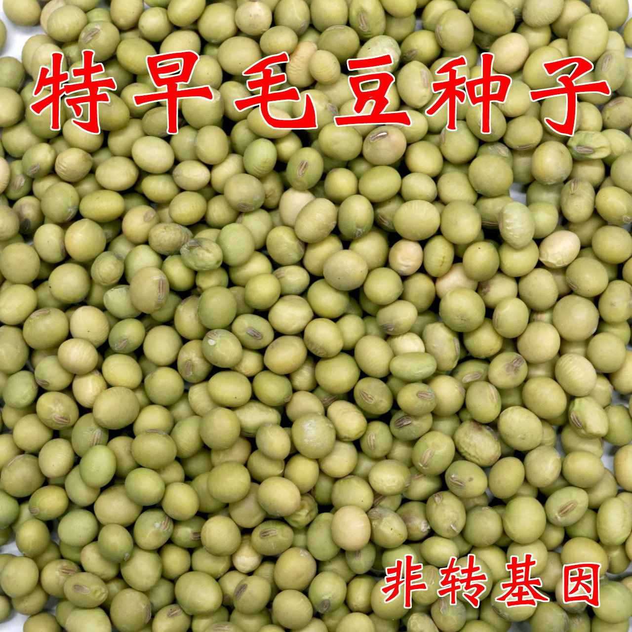 农乐种业特早熟毛豆种子50天非转基因毛豆种籽大豆籽口感软糯高产